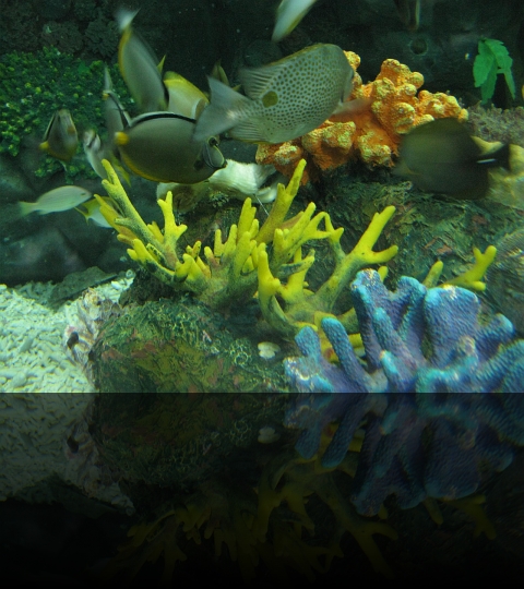 Manila-Oceanarium-07