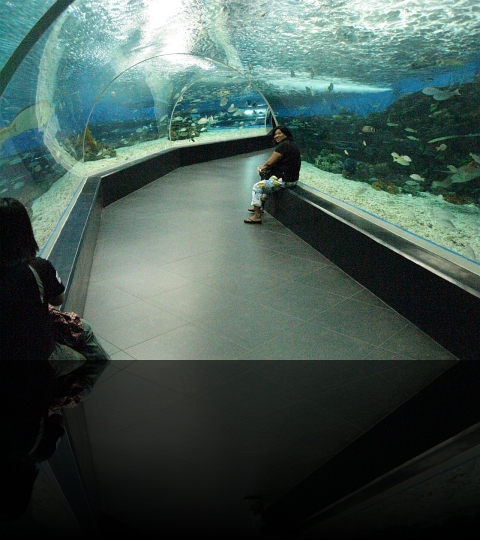 Manila-Oceanarium-08